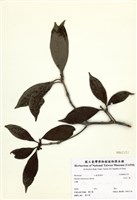 藏品(臺灣八角)的圖片